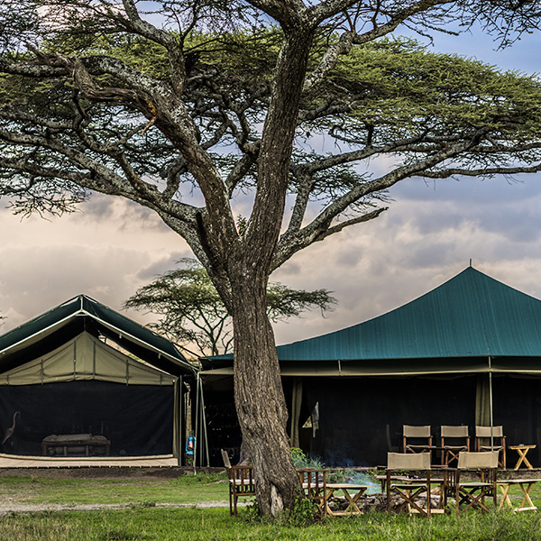 Ang'ata Migration - Ndutu Camp 2