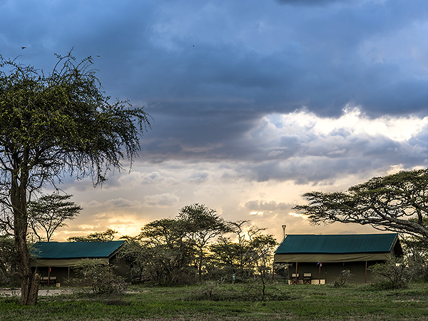 Ang'ata Migration - Ndutu Camp 4