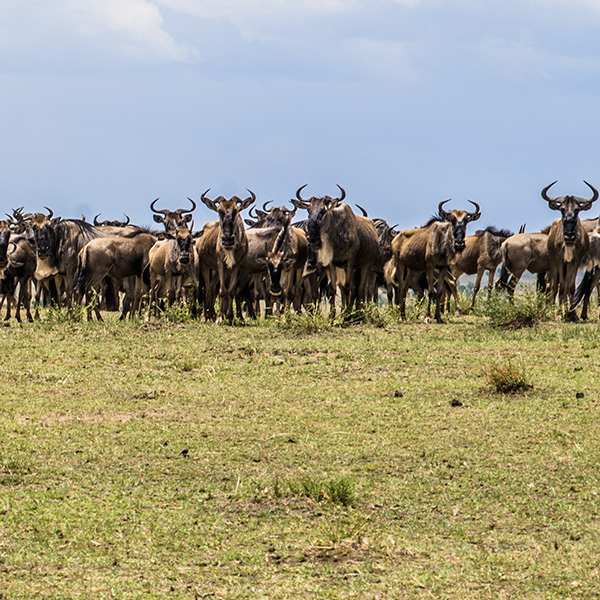Ang'ata Migration - Ndutu Camp 5