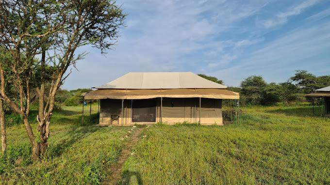 Ang'ata Migration - Ndutu Camp 6