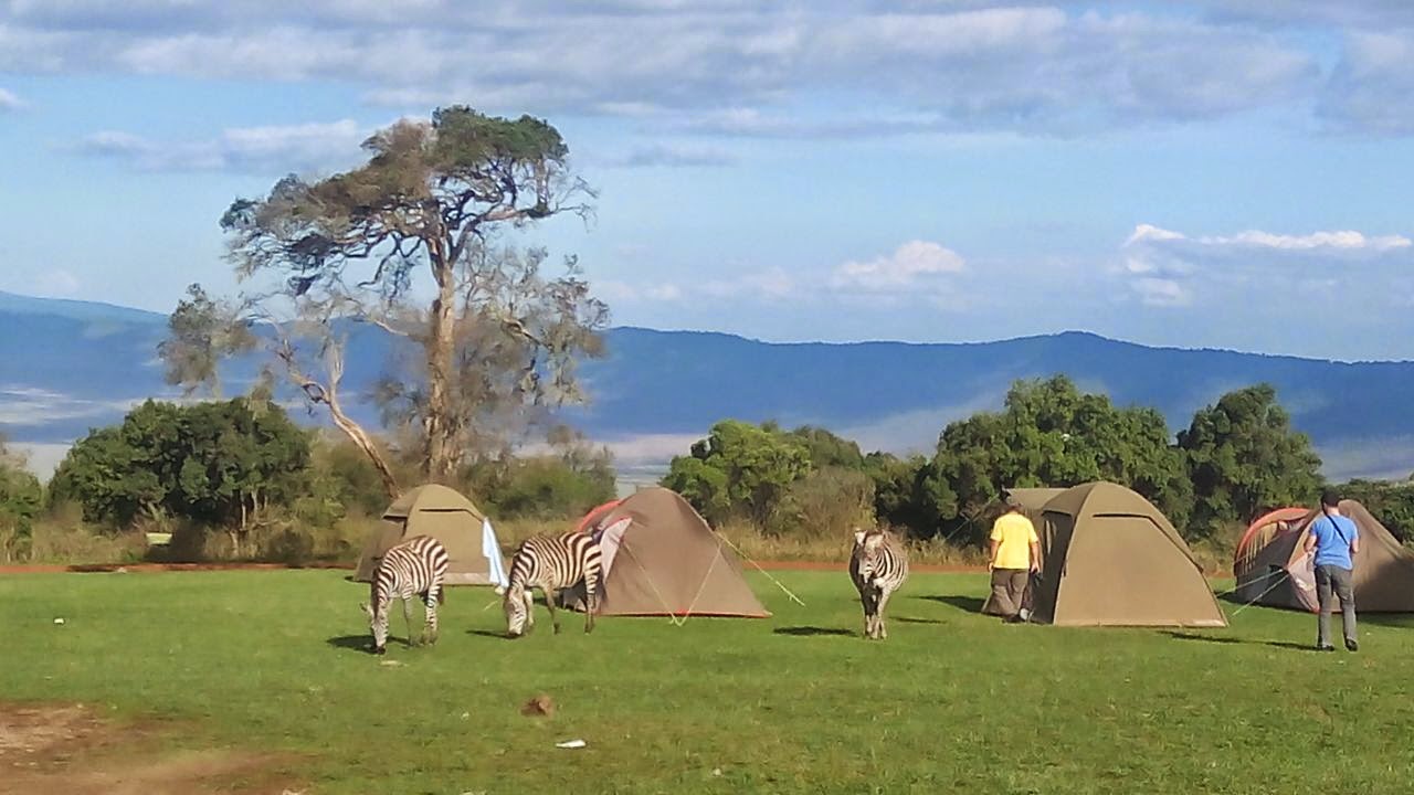 Simba Campsite 2