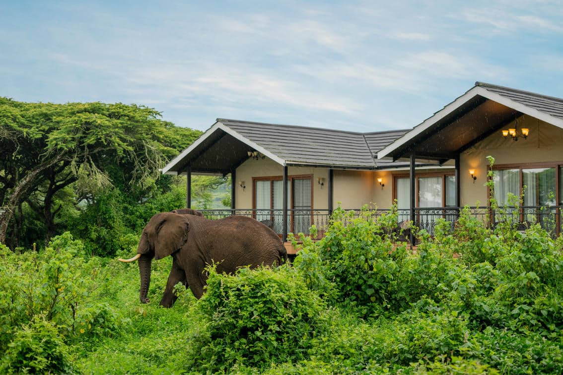 Ngorongoro Lion Paw Camp 9