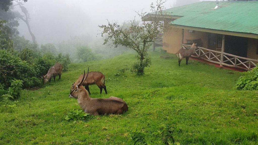 Rhino Lodge 5