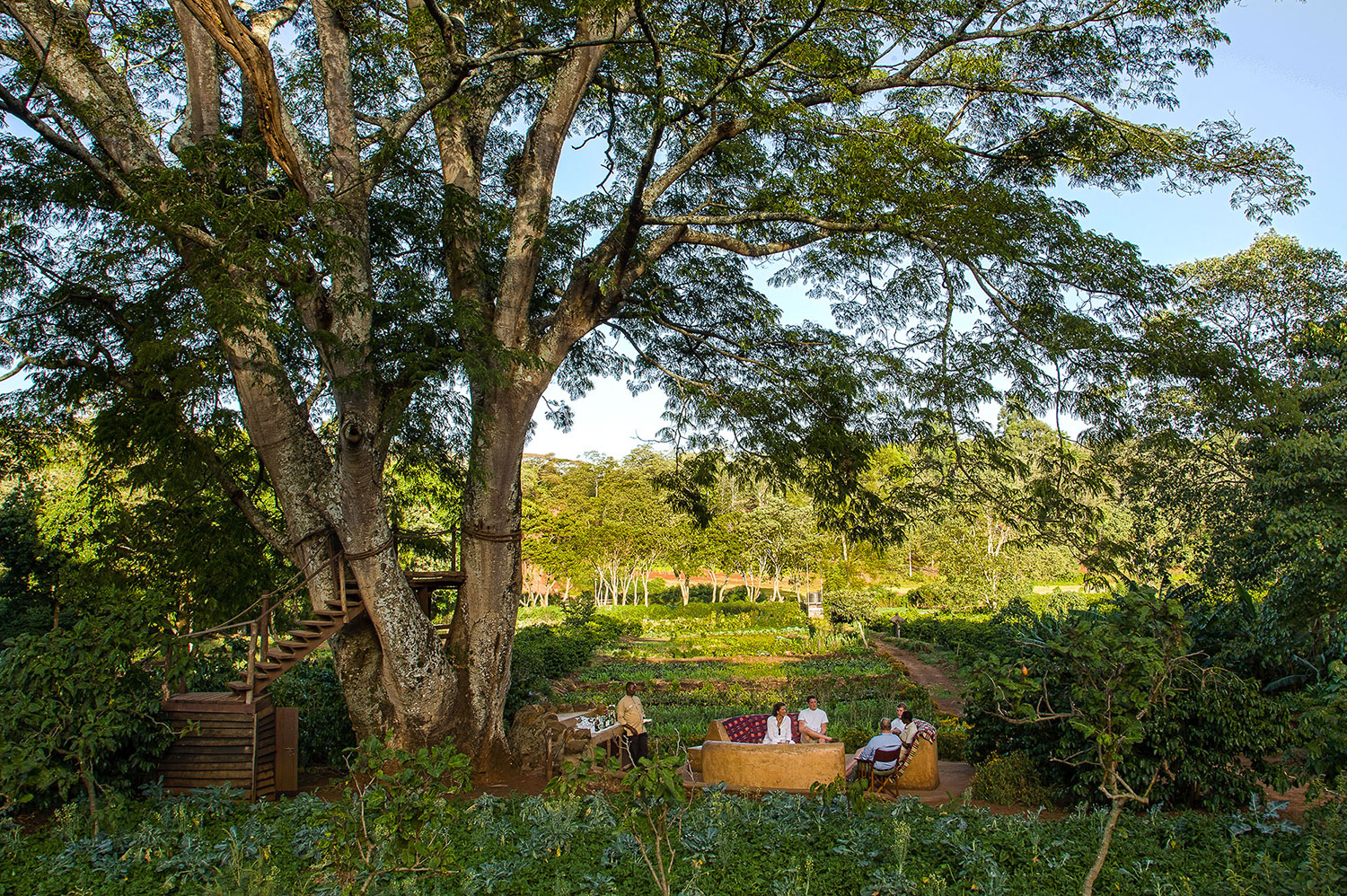 Gibb's Farm 11