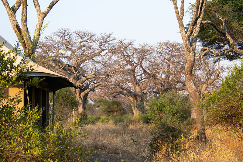Tarangire Greenland Retreat 8